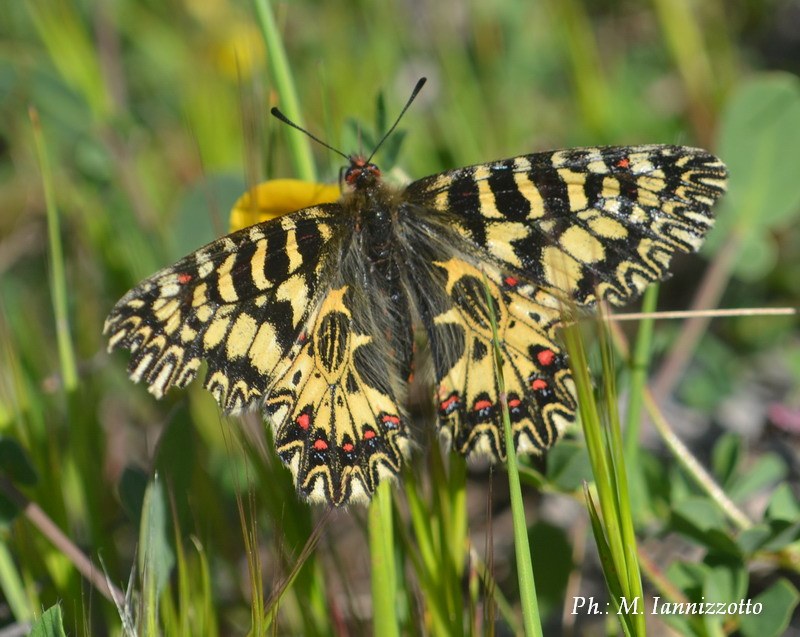 Zerynthia polyxena